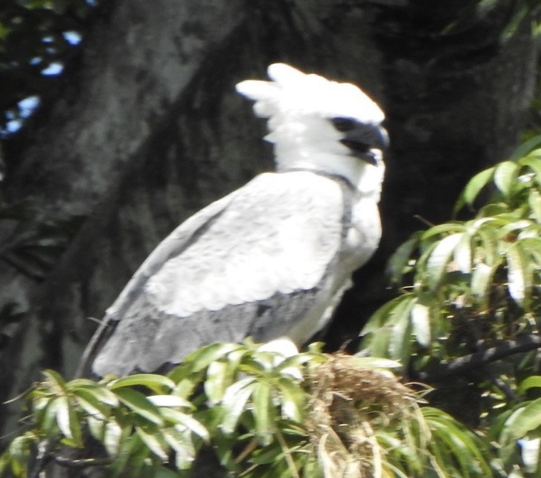 Harpi Kartalı - ML646700391