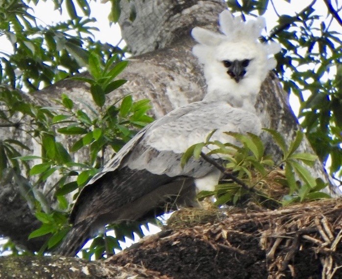 Harpi Kartalı - ML646700392