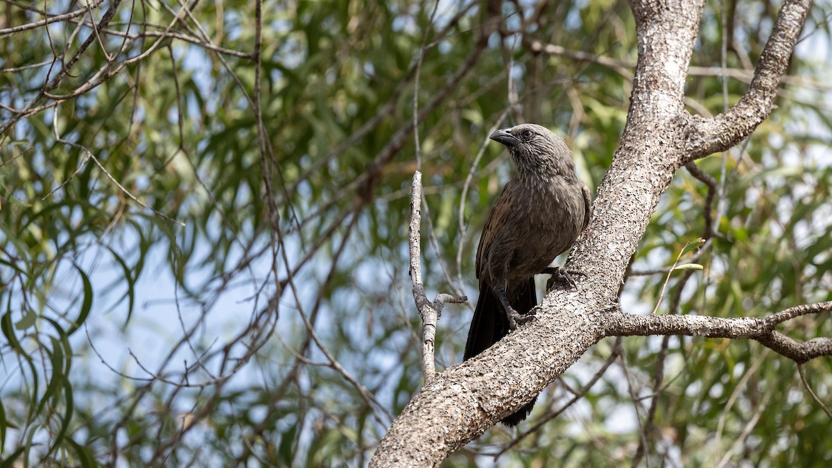 apostelfugl - ML646700395