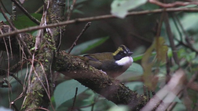 Green-striped Brushfinch - ML646700396