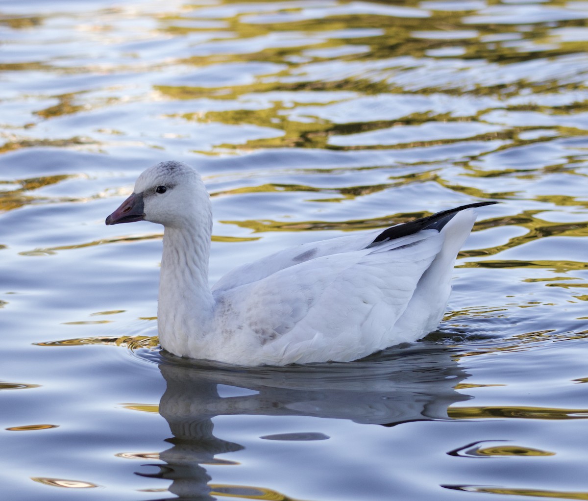 Ross's Goose - ML646700397
