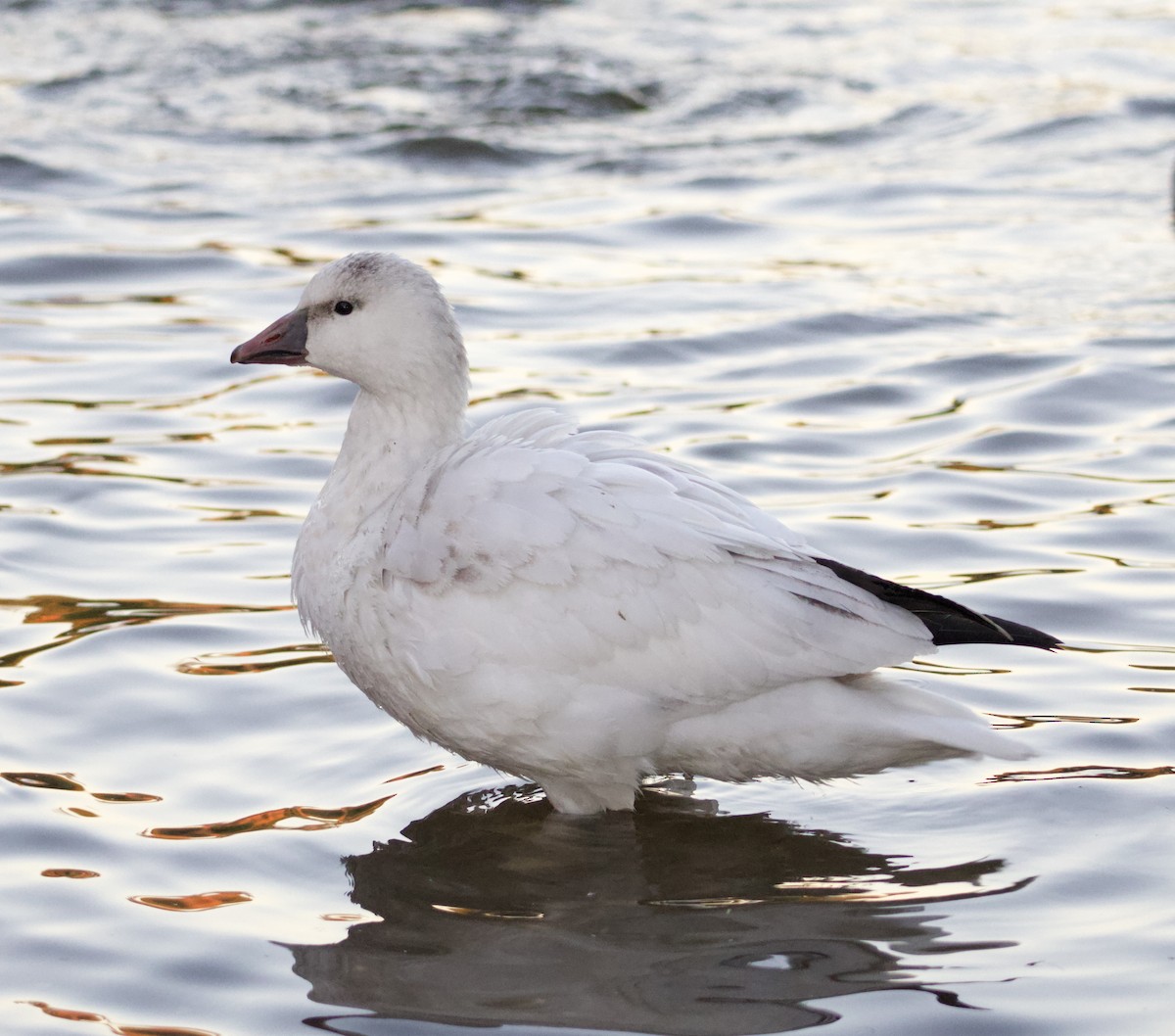 Ross's Goose - ML646700398