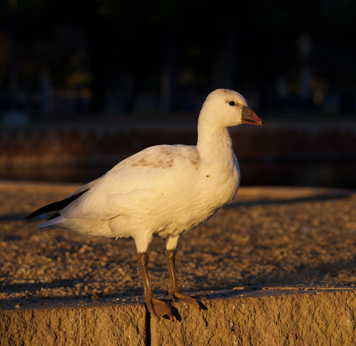 Ross's Goose - ML646700399