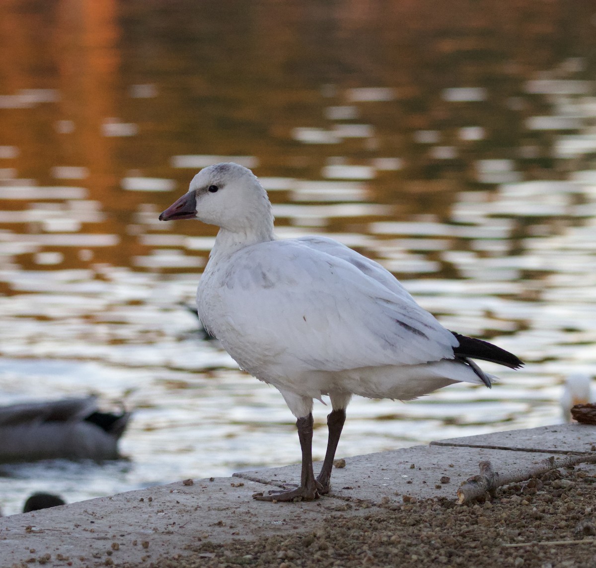 Ross's Goose - ML646700400