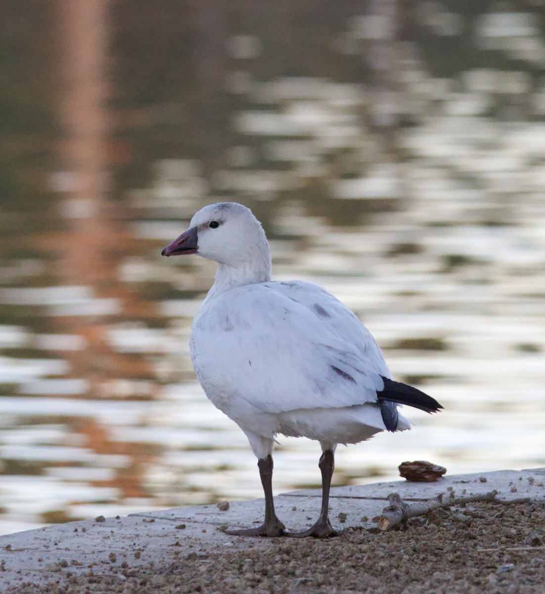 Ross's Goose - ML646700401