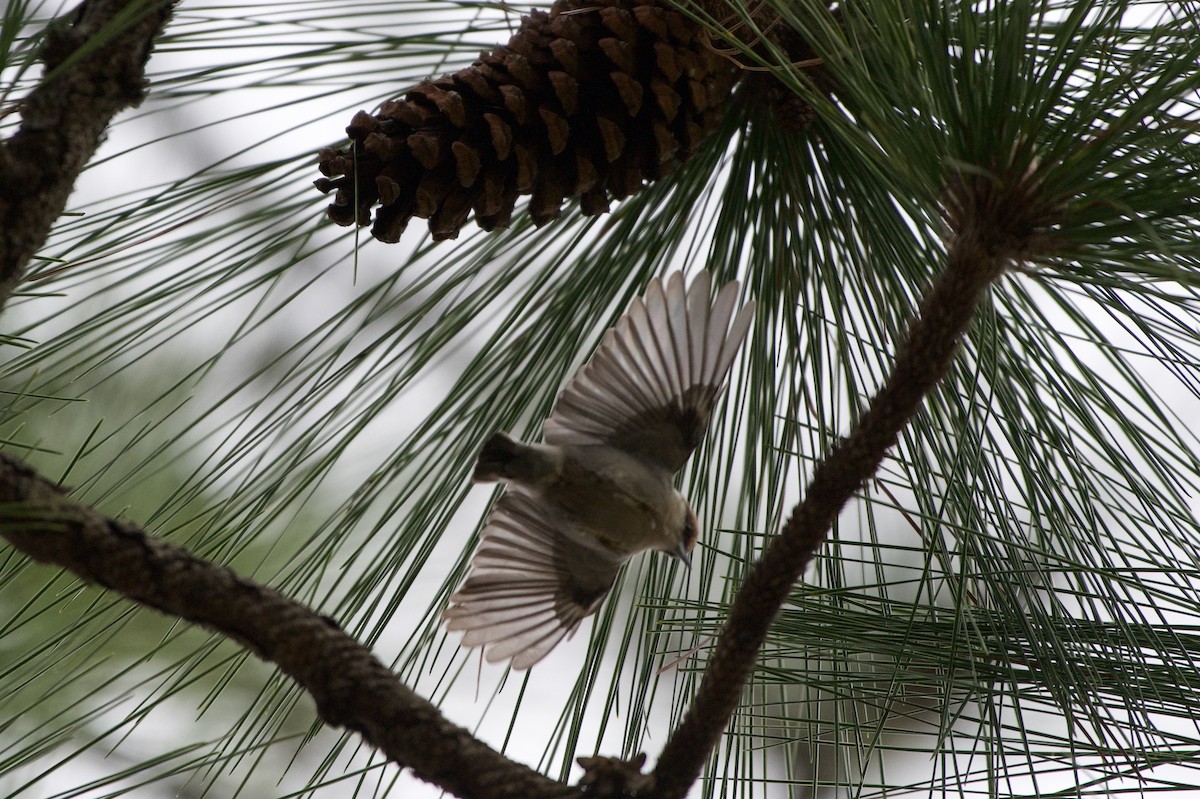 Sittelle à tête brune - ML646700402