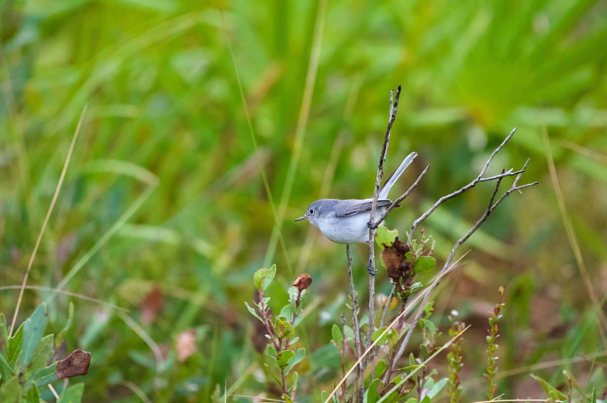 Blue-gray Gnatcatcher - ML646700407