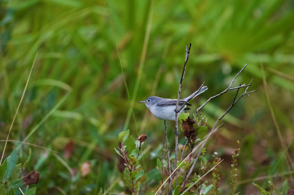 Blue-gray Gnatcatcher - ML646700408