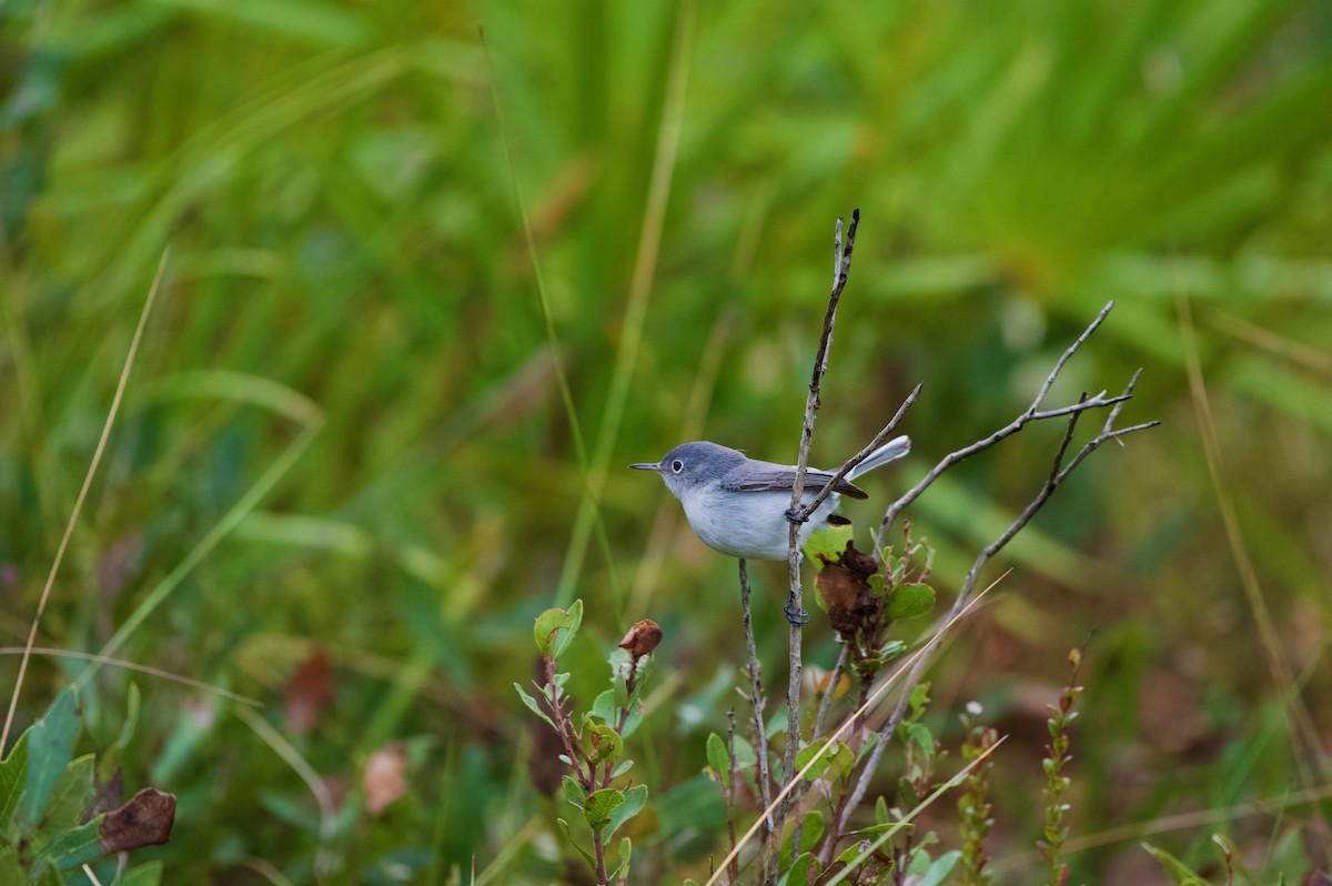 Blue-gray Gnatcatcher - ML646700409