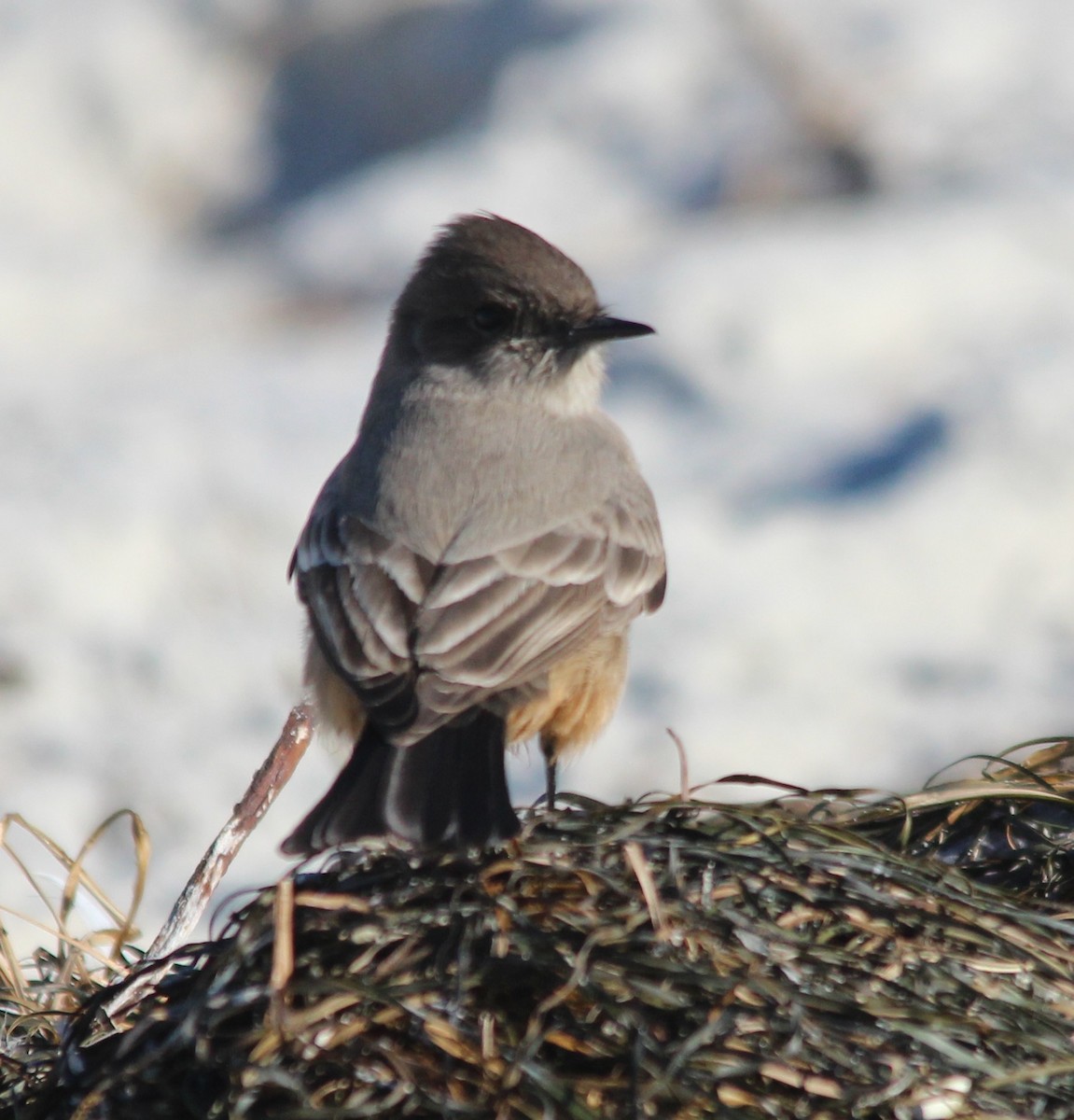 Say's Phoebe - ML646700410