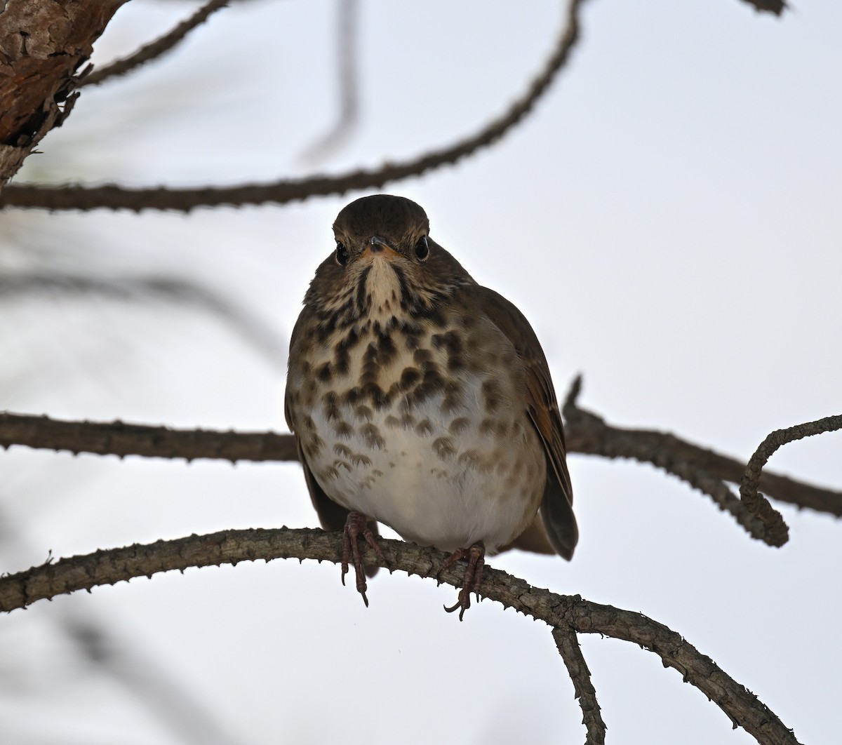 Hermit Thrush - ML646700417