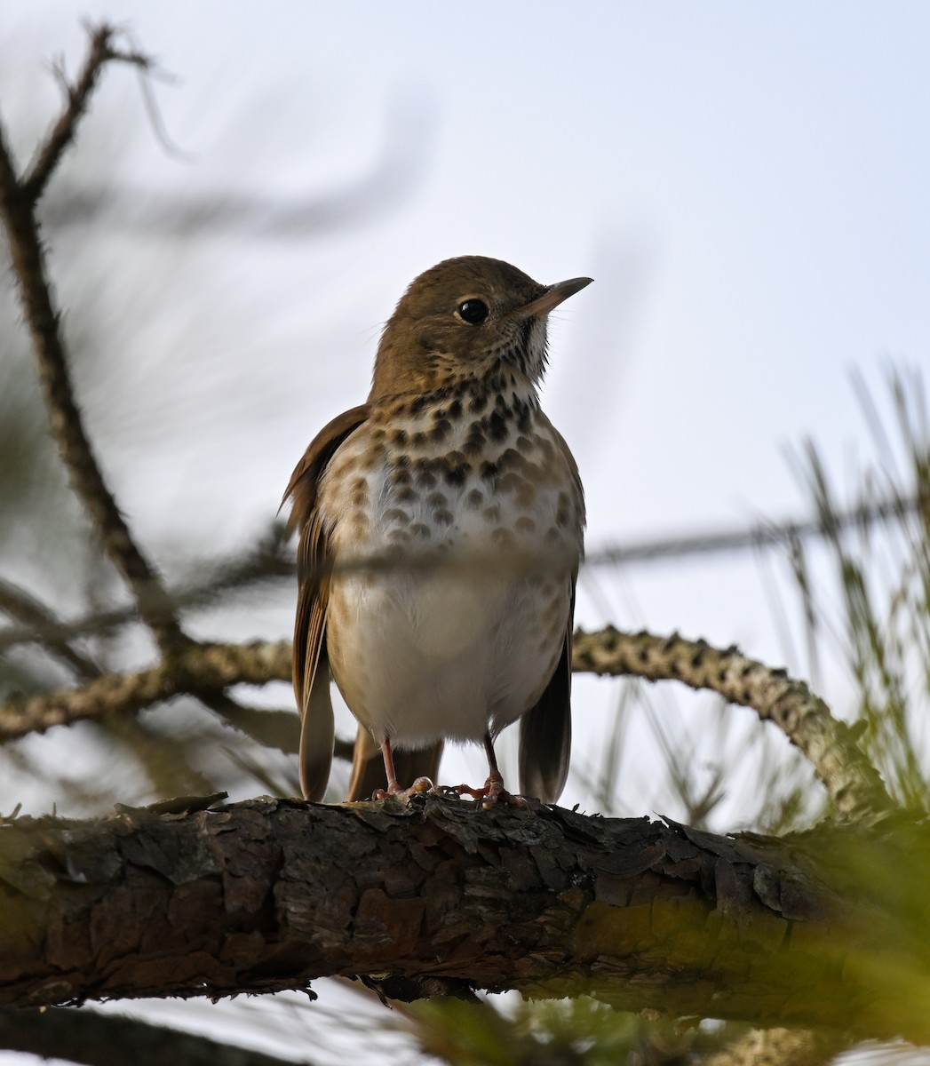 Hermit Thrush - ML646700419