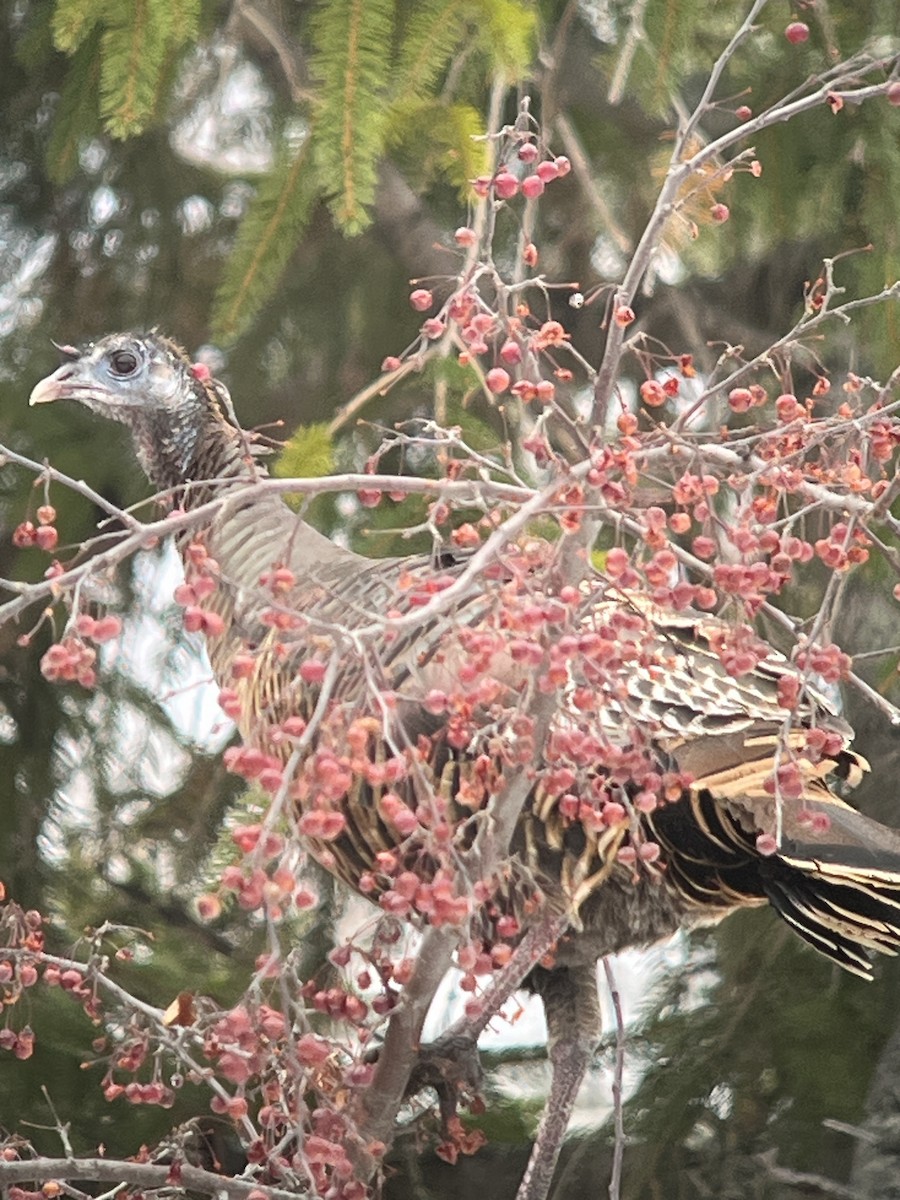 Wild Turkey - ML646700420