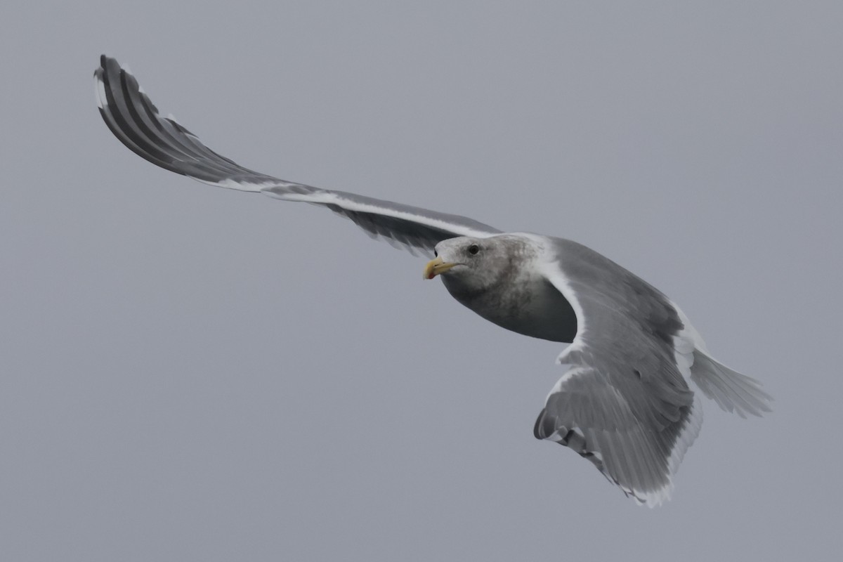 Iceland Gull (Thayer's) - ML646700423