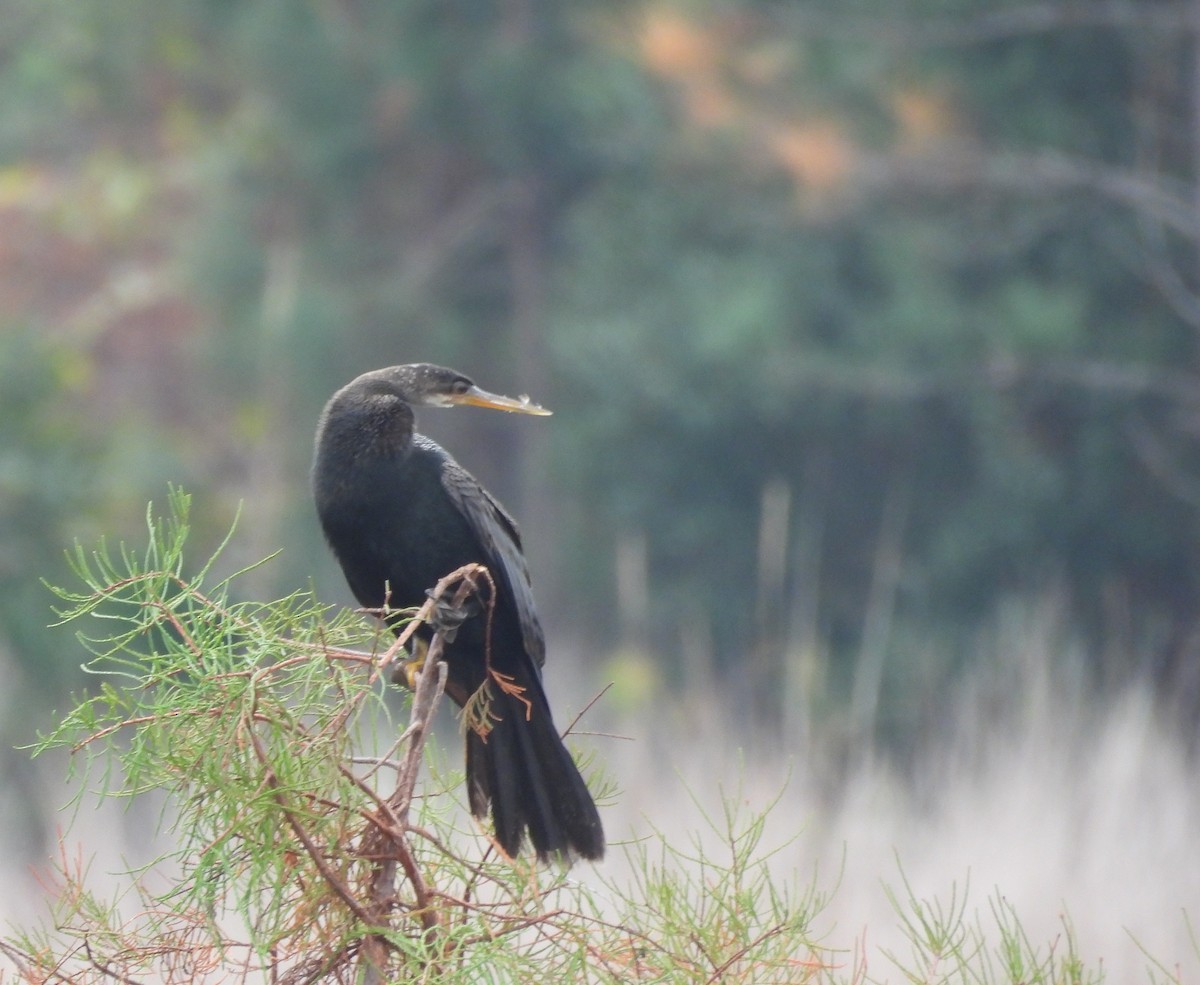 アメリカヘビウ - ML646700425