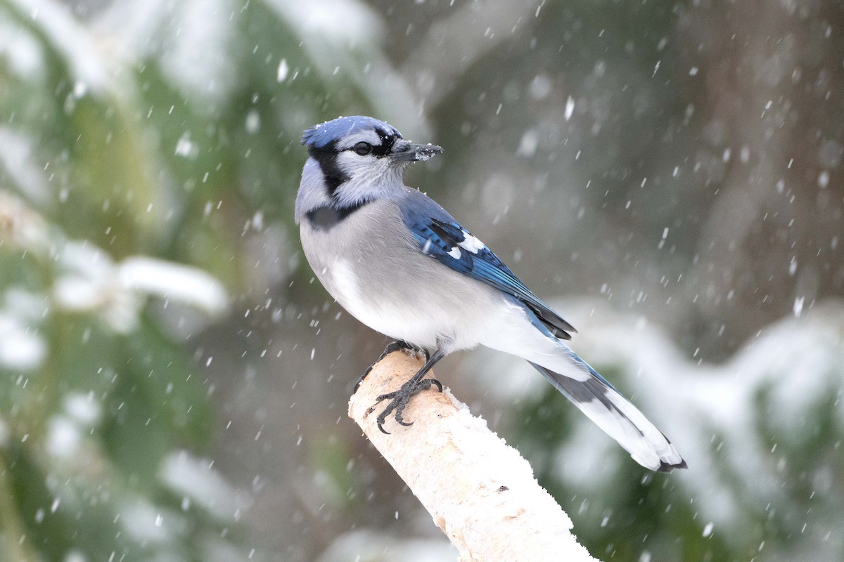 Голубая сойка - ML646700426