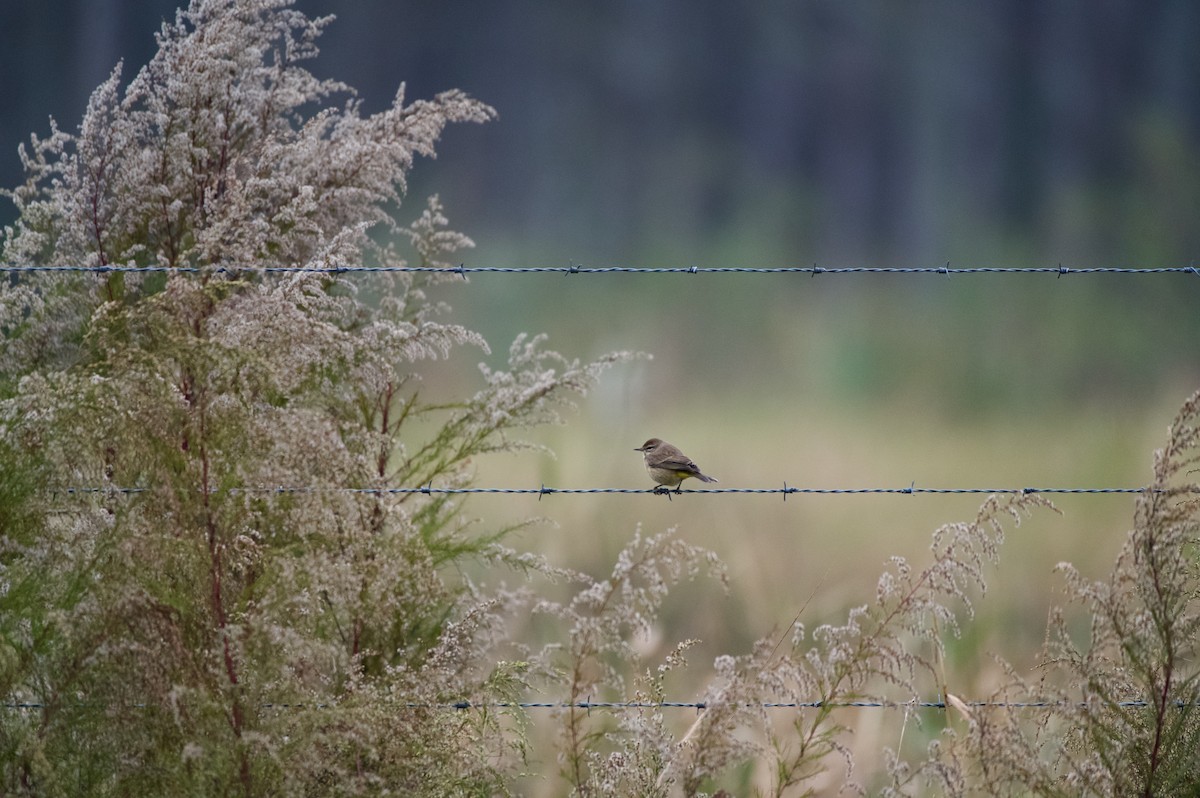 Palm Warbler - ML646700429