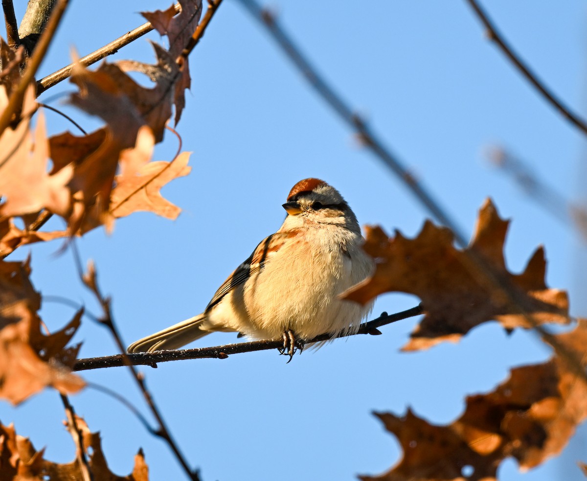 American Tree Sparrow - ML646700434