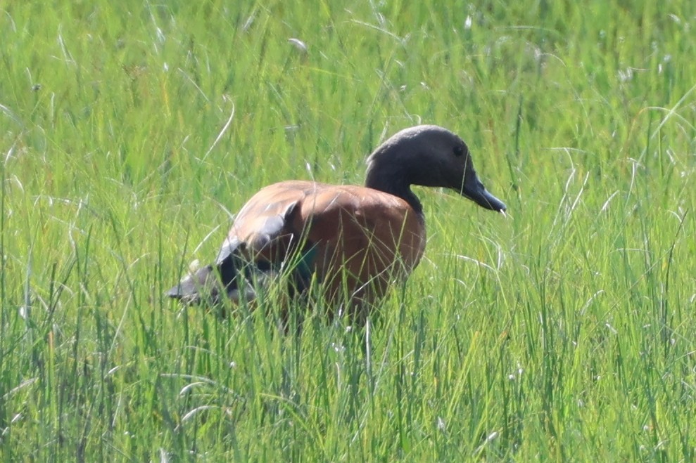 Gri Başlı Angıt - ML646700435