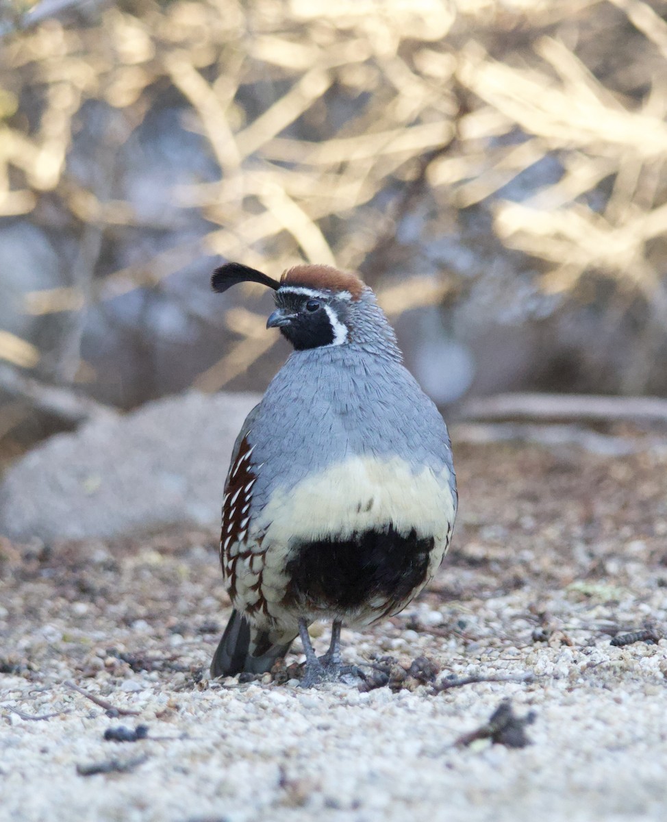 Gambel's Quail - ML646700438