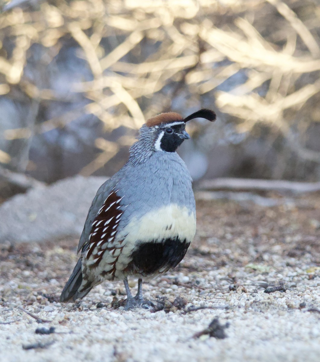 Gambel's Quail - ML646700439