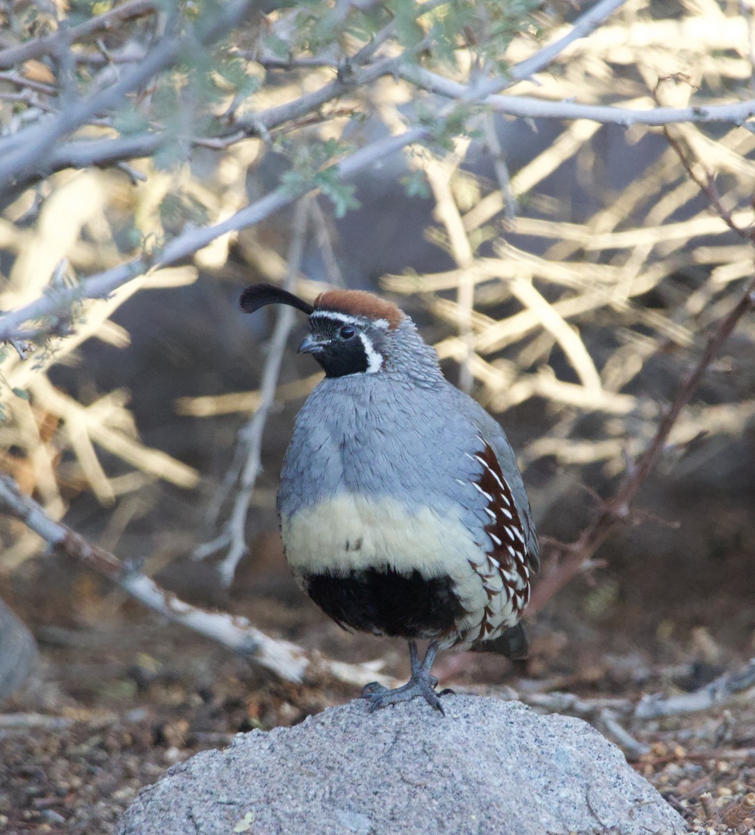 Gambel's Quail - ML646700440