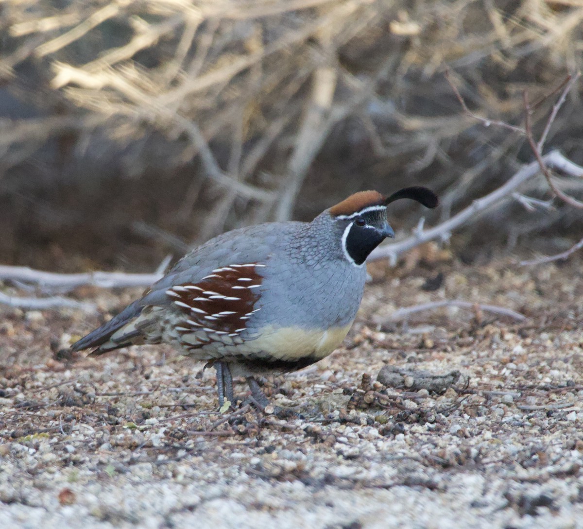 Gambel's Quail - ML646700441