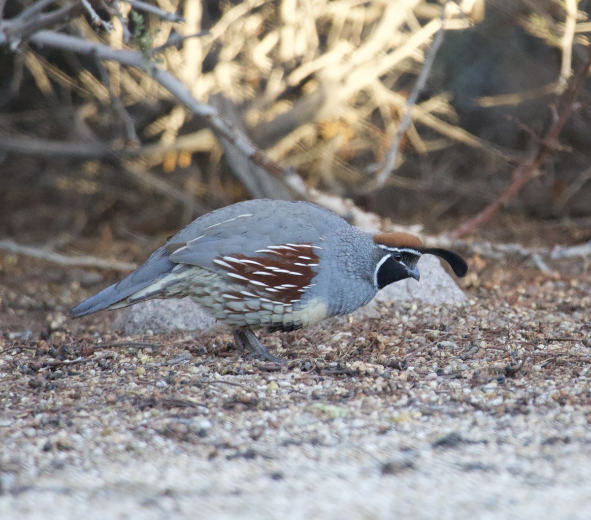 Gambel's Quail - ML646700442