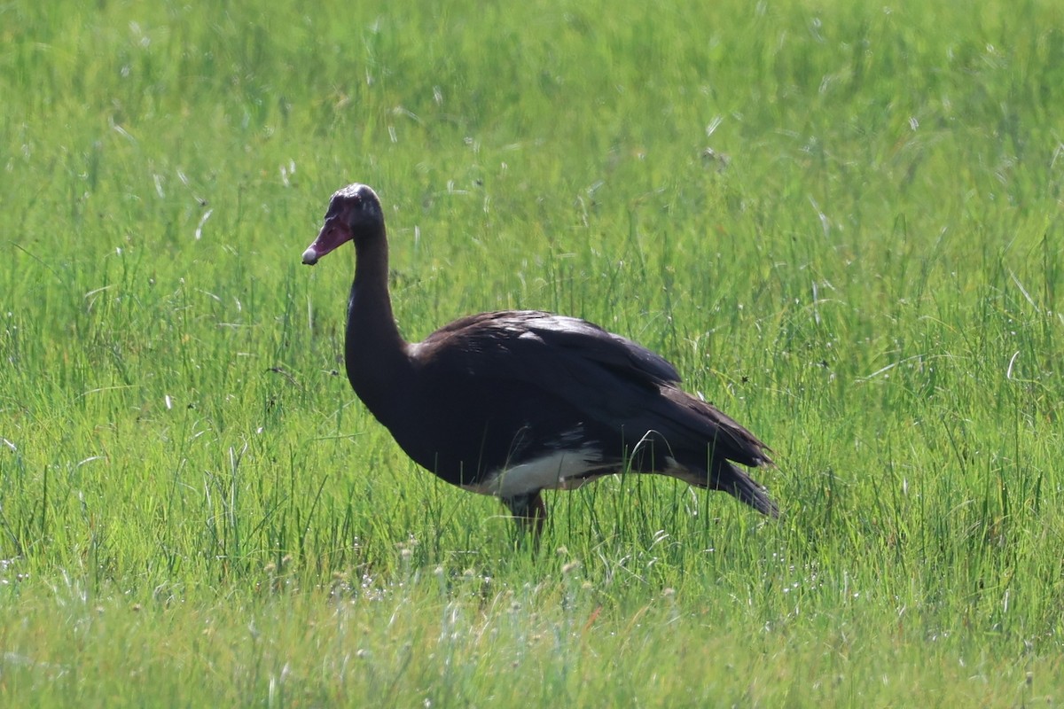 Mahmuzlu Kaz - ML646700444