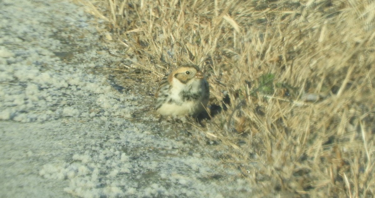Lapland Longspur - ML646700445