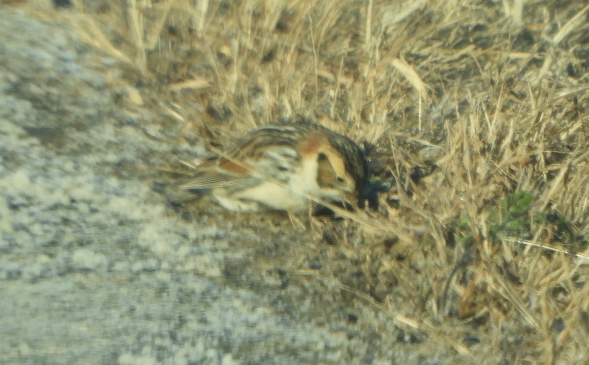 Lapland Longspur - ML646700446