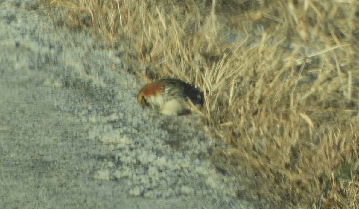 Lapland Longspur - ML646700447