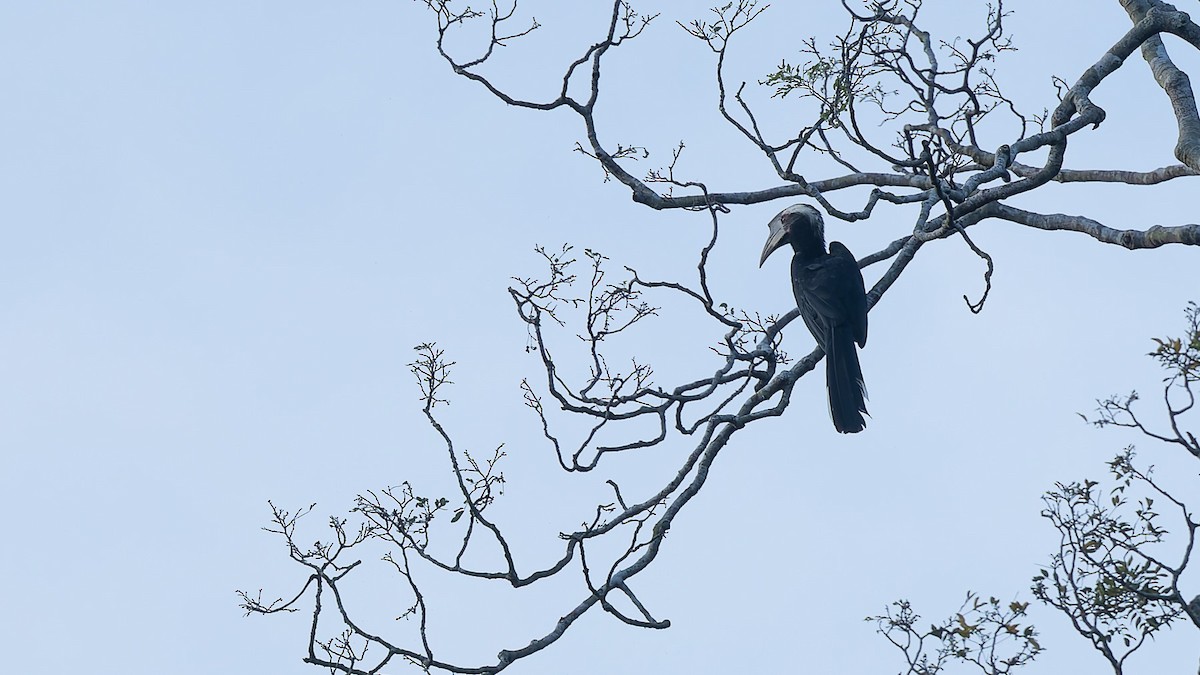 Black Hornbill - ML646700448