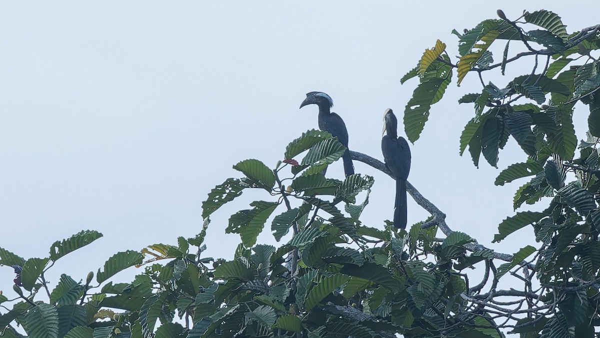 Black Hornbill - ML646700449