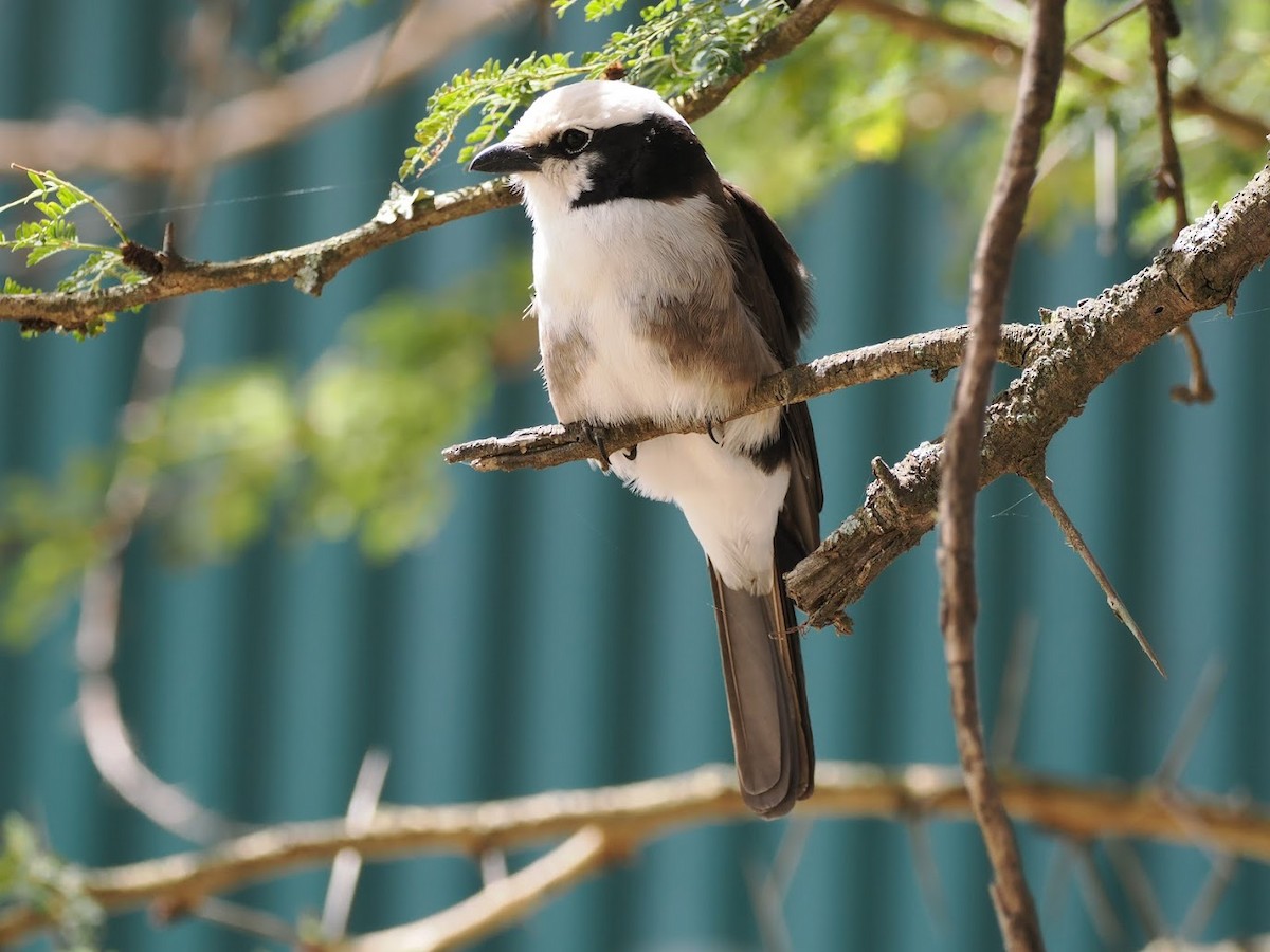 Rüppellwürger - ML646700453