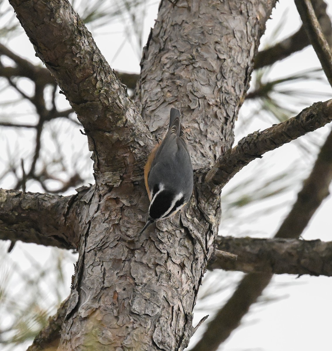 Red-breasted Nuthatch - ML646700457