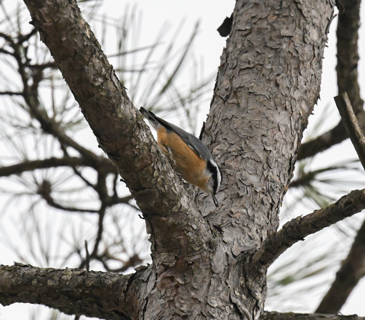 Red-breasted Nuthatch - ML646700458
