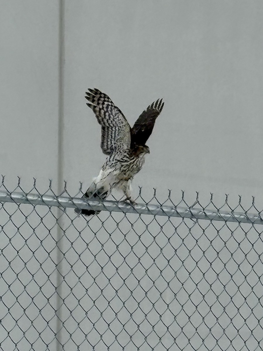 Cooper's Hawk - ML646700459