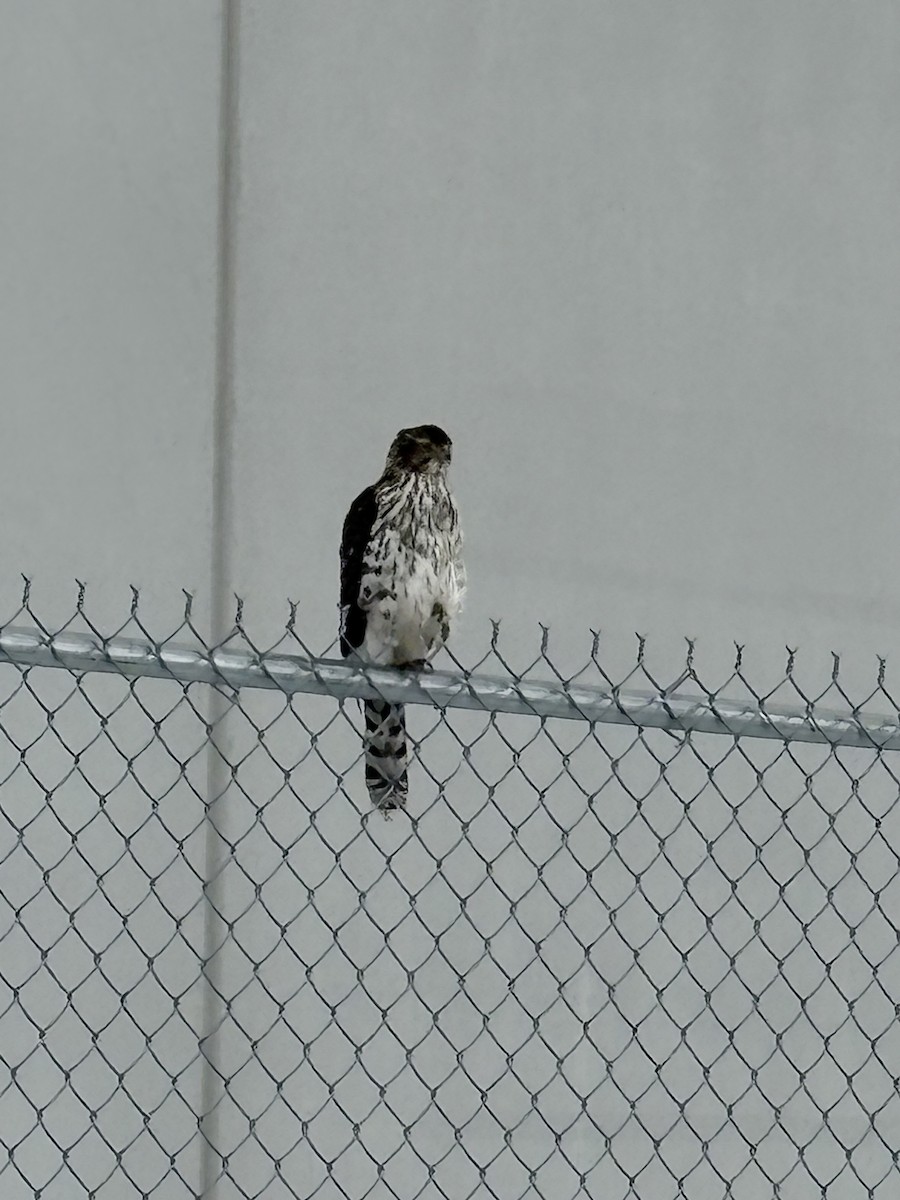 Cooper's Hawk - ML646700460