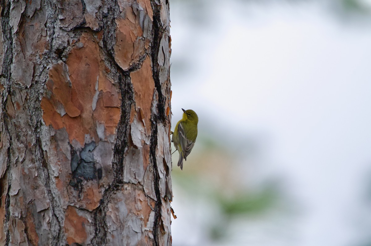 Pine Warbler - ML646700464