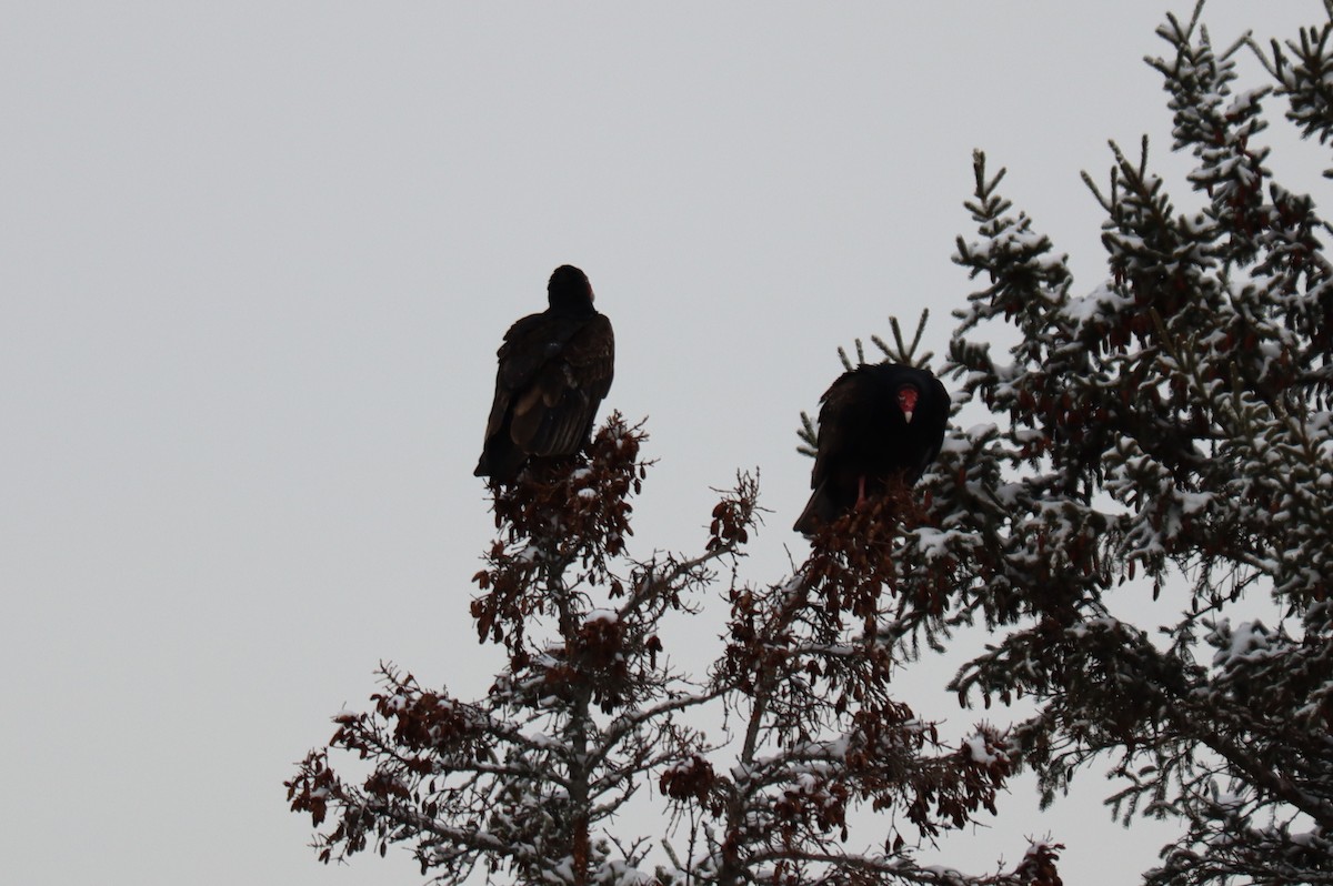 Turkey Vulture - ML646700467