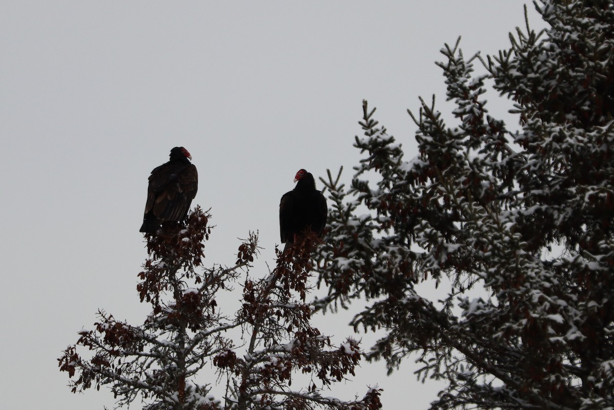 Turkey Vulture - ML646700468