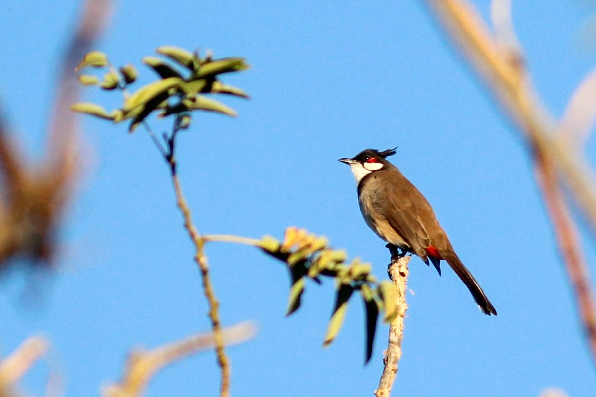 Red-whiskered Bulbul - ML646700469