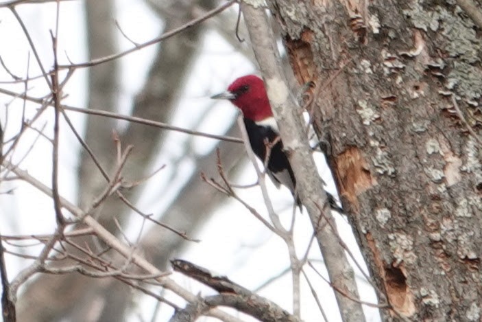 Red-headed Woodpecker - ML646700470