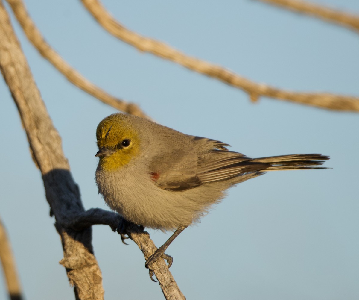 Verdin - ML646700471