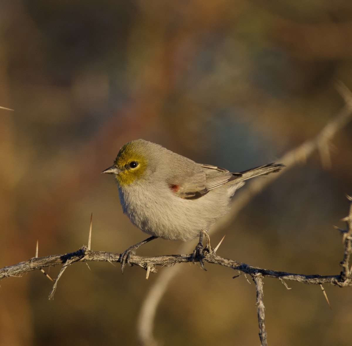 Verdin - ML646700472