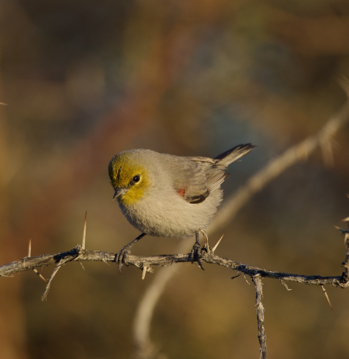 Verdin - ML646700473