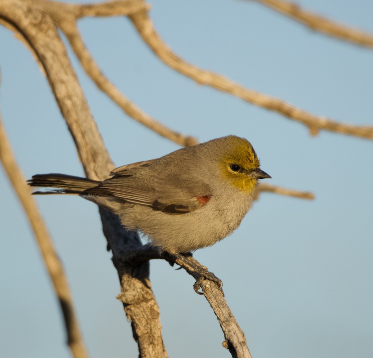 Verdin - ML646700474