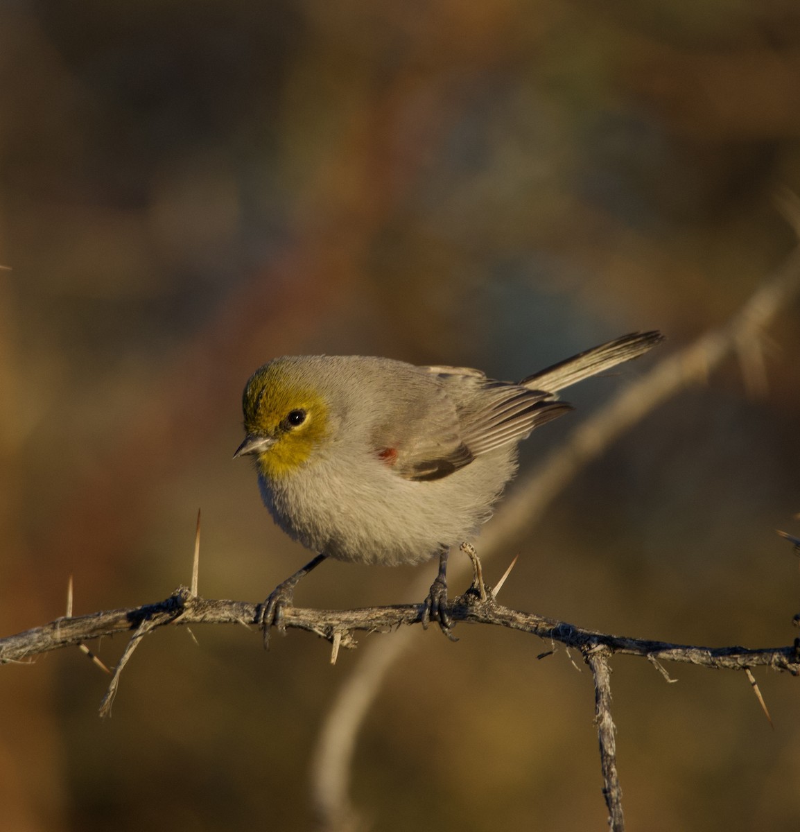 Verdin - ML646700475