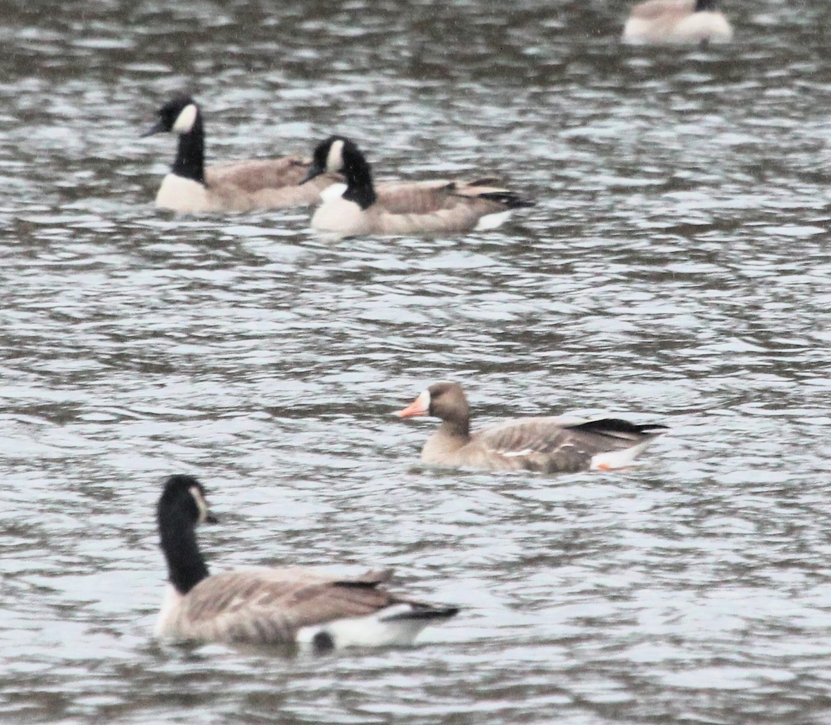 Greater White-fronted Goose - ML646700476